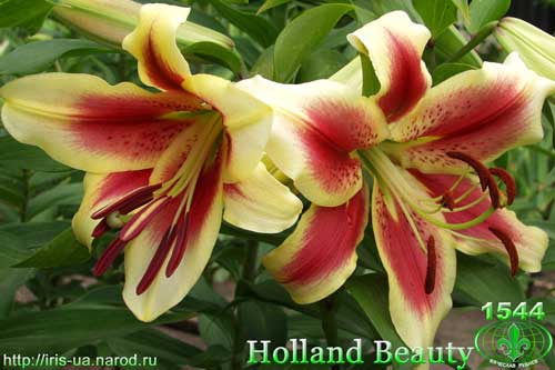  Holland Beauty