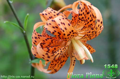  Flora Plena