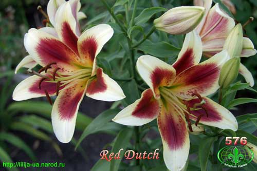  Red Dutch
